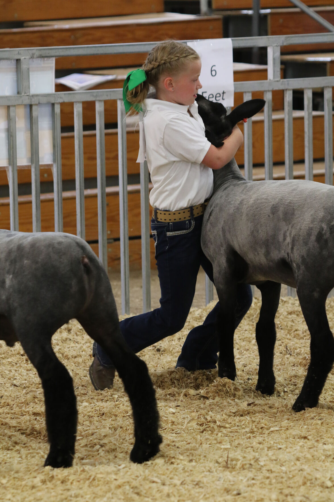 PHOTO: Sheep Show at Scotts Bluff County Fair